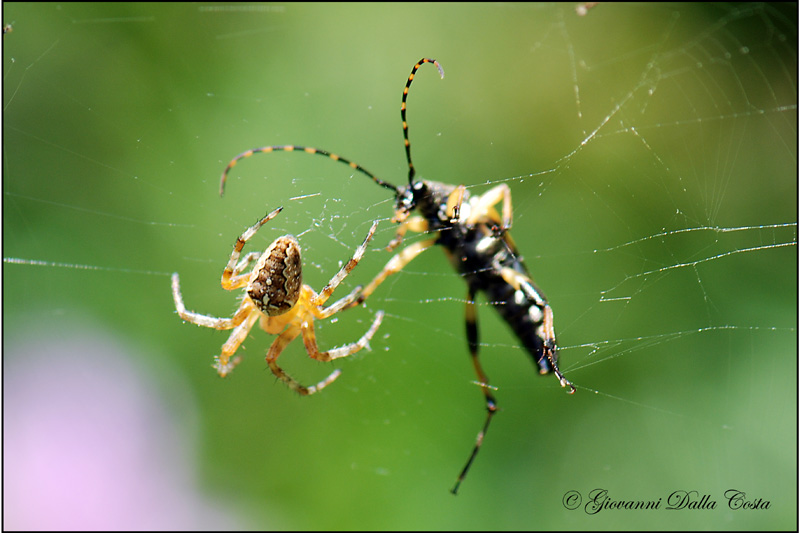 Araneus diadematus